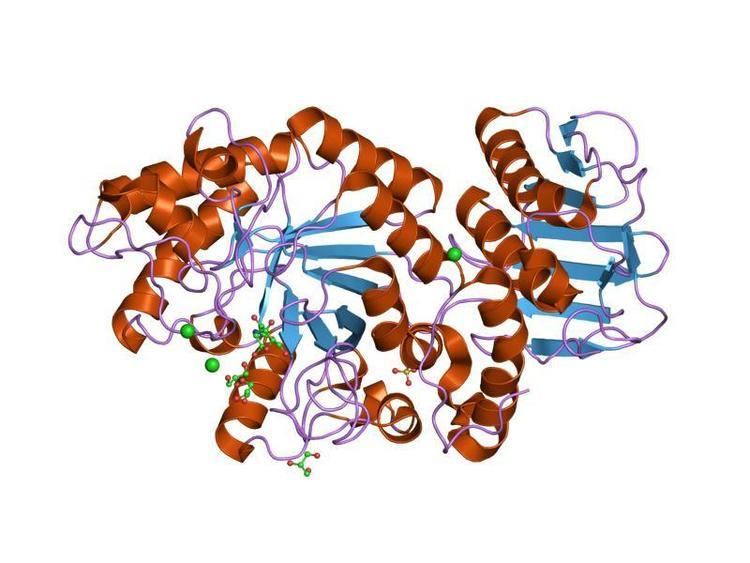 Glycoside hydrolase family 20