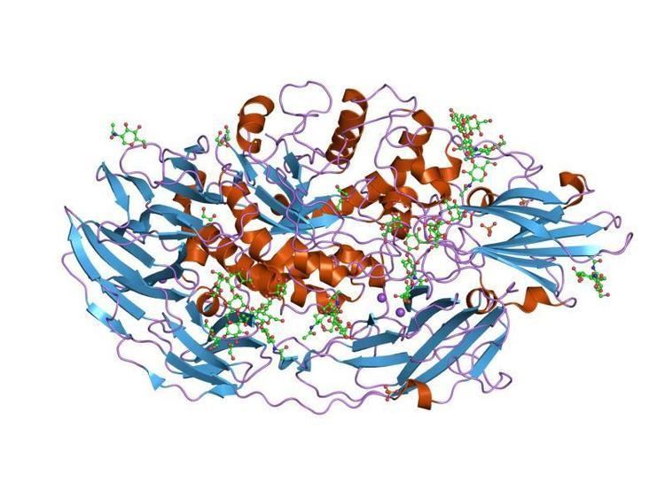 Glycoside hydrolase family 35