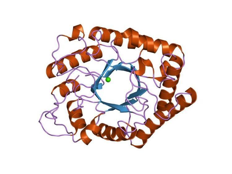 Glycoside hydrolase family 53