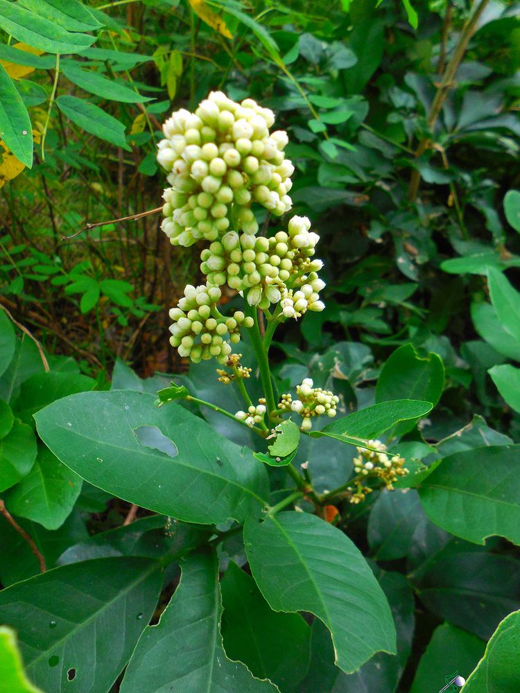 Glycosmis Glycosmis pentaphylla a photo from West Bengal East TrekEarth
