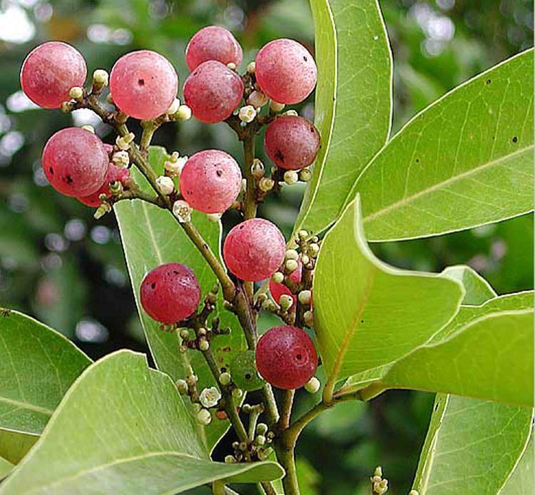 Glycosmis Orangeberry glycosmis pentaphylla Rare Fruits Edibles and