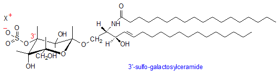 Glycosphingolipid Glycosphingolipid Sulfates AOCS Lipid Library