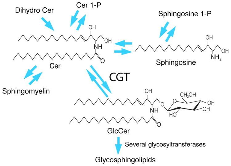 Glycosphingolipid Expression of ceramide glucosyltransferases which are essential for