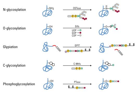 Glycosylation httpswwwthermofishercomcontentdamLifeTech