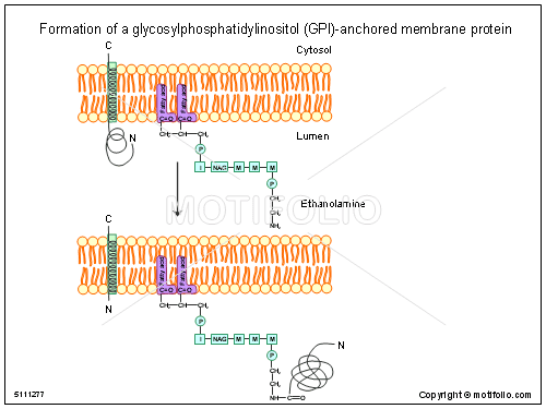 Glycosylphosphatidylinositol Formation of a glycosylphosphatidylinositol GPI anchored membrane