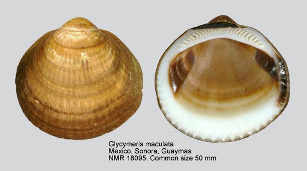 Glycymerididae HomeNATURAL HISTORY MUSEUM ROTTERDAM Mollusca Bivalvia