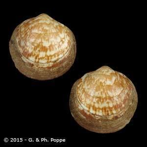 Glycymerididae GLYCYMERIDIDAE Shells For Sale Conchology Inc