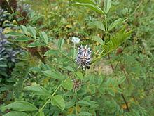 Glycyrrhiza echinata httpsuploadwikimediaorgwikipediacommonsthu