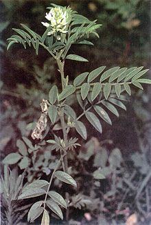 Glycyrrhiza lepidota httpsuploadwikimediaorgwikipediacommonsthu