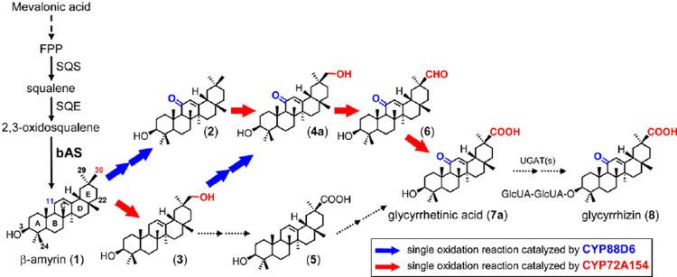 Glycyrrhizin Proposed Pathway for Biosynthesis of Glycyrrhizin Figure 1 of 3