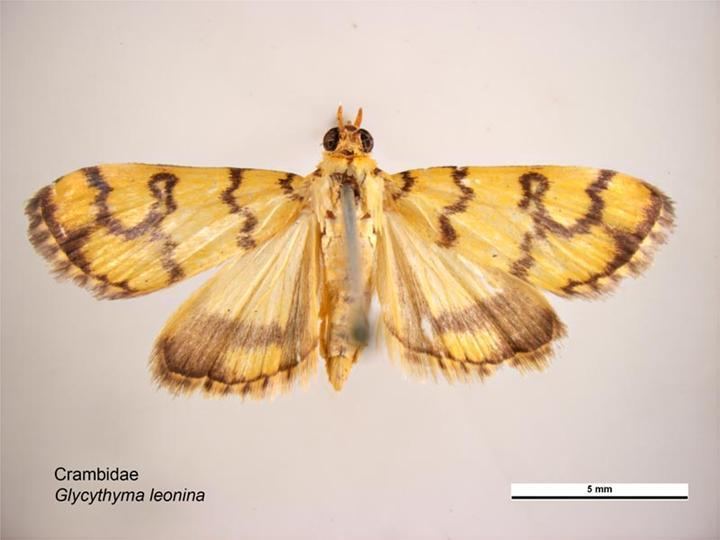 Glycythyma leonina