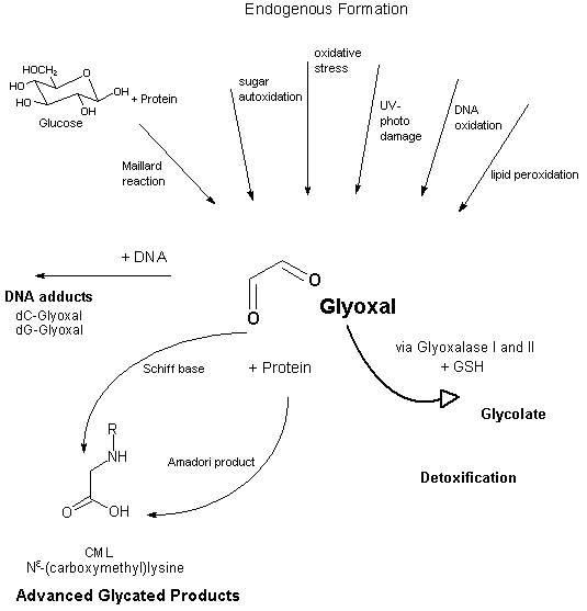 Glyoxal Glyoxal Cicads 57 2004
