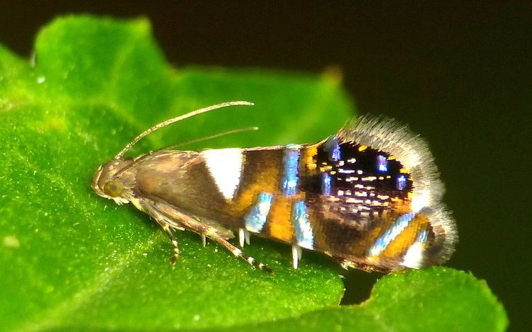 Glyphipterigidae Tiny Moth Glyphipterix sp Glyphipterigidae Andreas Kay Flickr