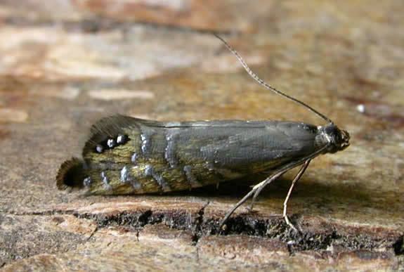 Glyphipterigidae Hants Moths Glyphipterigidae