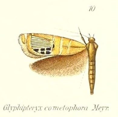 Glyphipterix cometophora