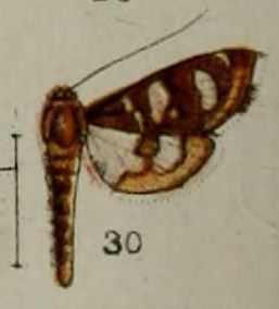 Glyphodella flavibrunnea
