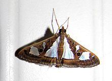 Glyphodes bivitralis httpsuploadwikimediaorgwikipediacommonsthu