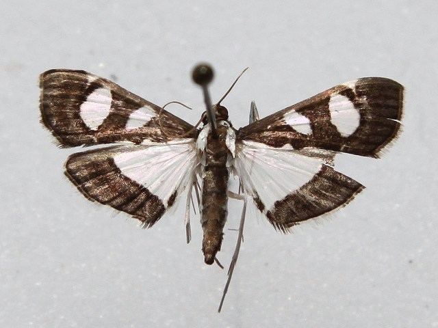 Glyphodes Glyphodes bicolor African Moths