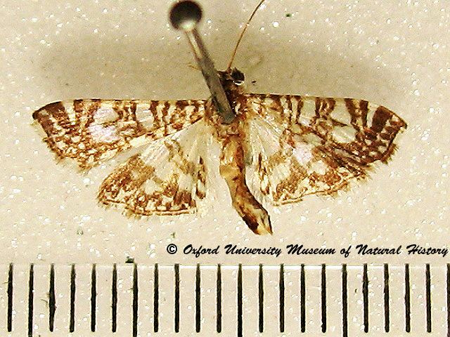 Glyphodes onychinalis wwwafricanmothscomimagescrambidaeSPILOMELINAE