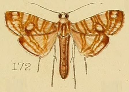 Glyphodes paucilinealis