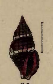 Glyphostoma purpurascens