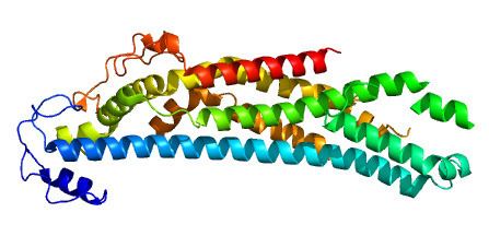 Glypican