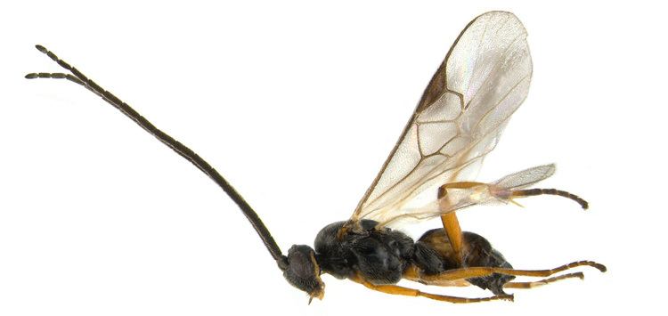 Glyptapanteles Microgastrinae Microgastrinae Wasps of the World