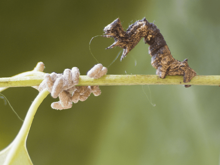 Glyptapanteles Zombie Caterpillars and Voodoo Wasps Extraordinary Animals