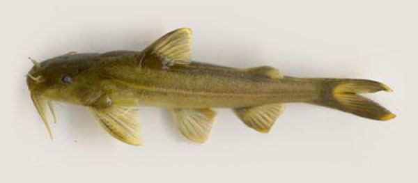 Glyptothorax Fish Identification