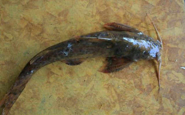 Glyptothorax Fish Identification