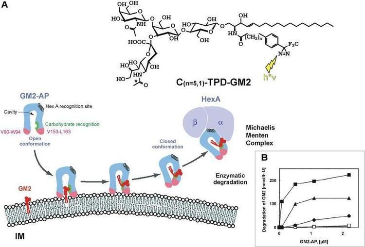 GM2 (ganglioside) PrescottGenomics GM2 Ganglioside and Sphingolipidoses Pathway