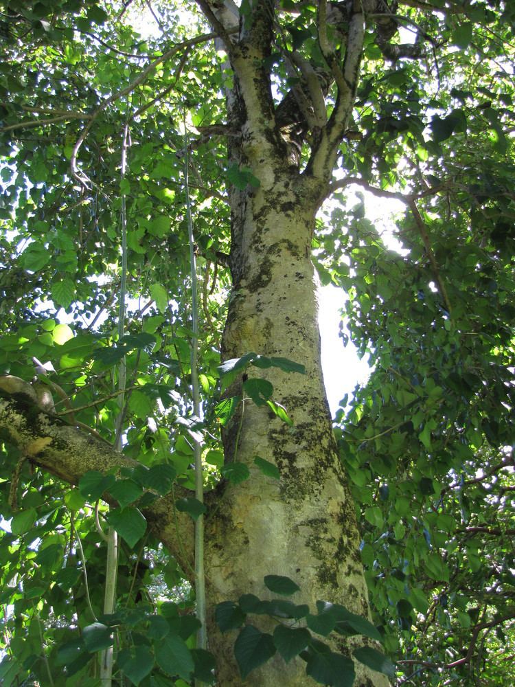 Gmelina arborea Gmelina arborea Useful Tropical Plants