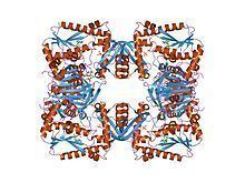 GMP synthase (glutamine—hydrolysing) httpsuploadwikimediaorgwikipediacommonsthu