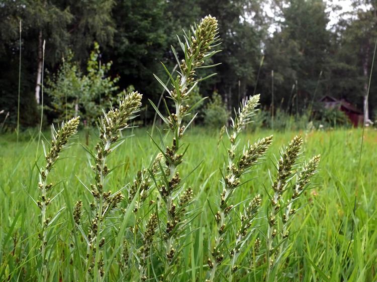 Gnaphalium sylvaticum Heath Cudweed Gnaphalium sylvaticum Flowers NatureGate