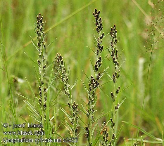 Gnaphalium sylvaticum sylvaticum Woodland cudweed Heath wood Rank evighedsblomst