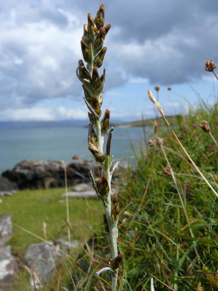 Gnaphalium sylvaticum Gnaphalium sylvaticum Rum Online Atlas of the British and Irish Flora