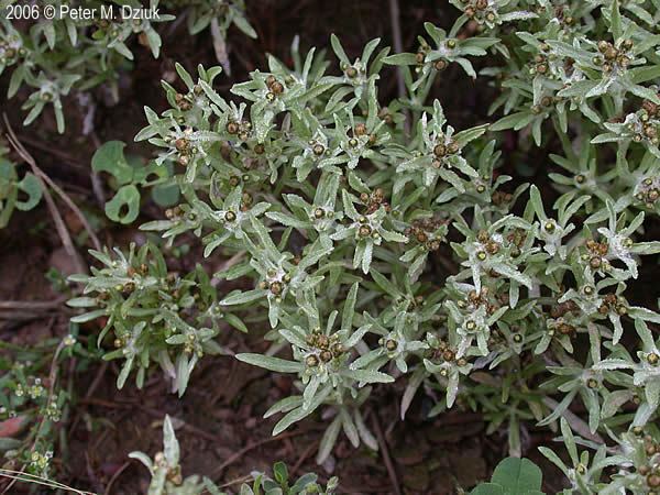 Gnaphalium uliginosum Gnaphalium uliginosum Low Cudweed Minnesota Wildflowers