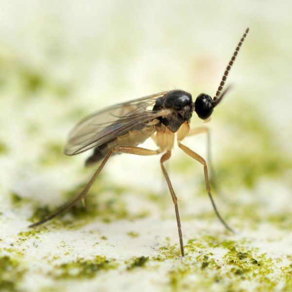 Gnat How to Get Rid of Fungus Gnats Planet Natural