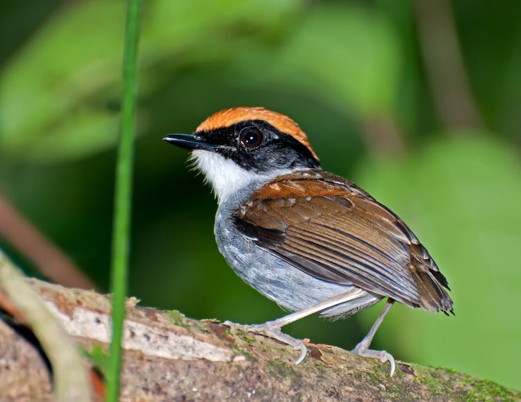 Gnateater Birds of the genus Conopophaga Hotspot Birding