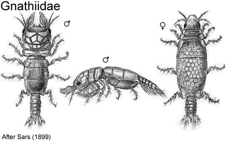 Gnathiidae Australian Isopoda Families Gnathiidae