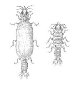 Gnathiidae Gnathiidae