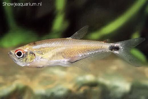 Gnathocharax Show je Aquarium Gnathocharax steindachneri