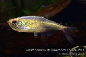 Gnathocharax Gnathocharax steindachneri Database aquarium pictures fish