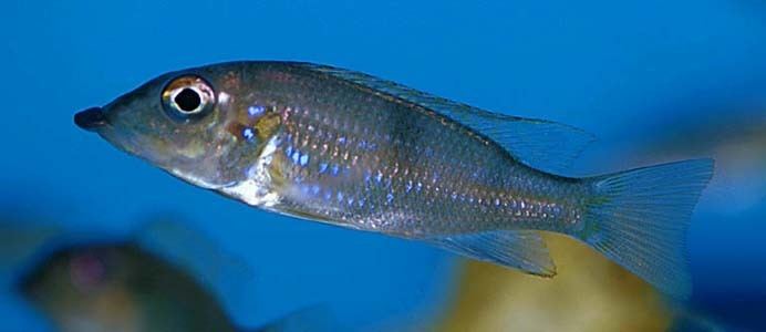 Gnathochromis permaxillaris Gnathochromis permaxillaris Seriously Fish