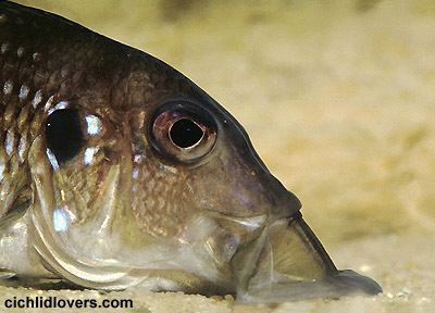 Gnathochromis permaxillaris Gnathochromis permaxillaris