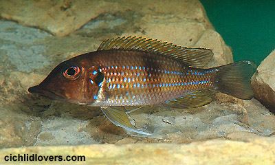 Gnathochromis permaxillaris Gnathochromis permaxillaris
