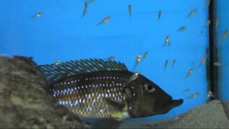 Gnathochromis permaxillaris Gnathochromis permaxillaris Zambia YouTube