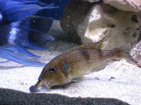 Gnathochromis permaxillaris Gnathochromis permaxillaris YouTube