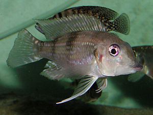 Gnathochromis permaxillaris httpsuploadwikimediaorgwikipediacommonsthu