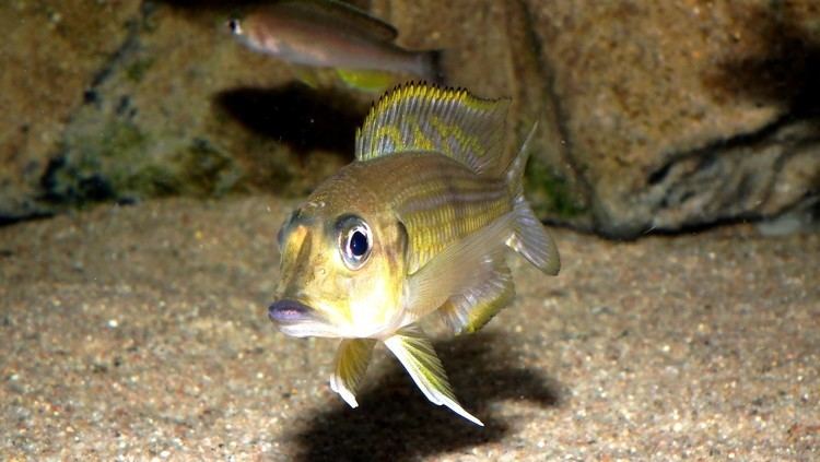 Gnathochromis permaxillaris cichlidscom Gnathochromis permaxillaris F1